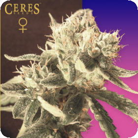Ceres Easy Rider Autoflowering Feminised Seeds Ceres Easy Rider Autoflowering Feminised Seeds